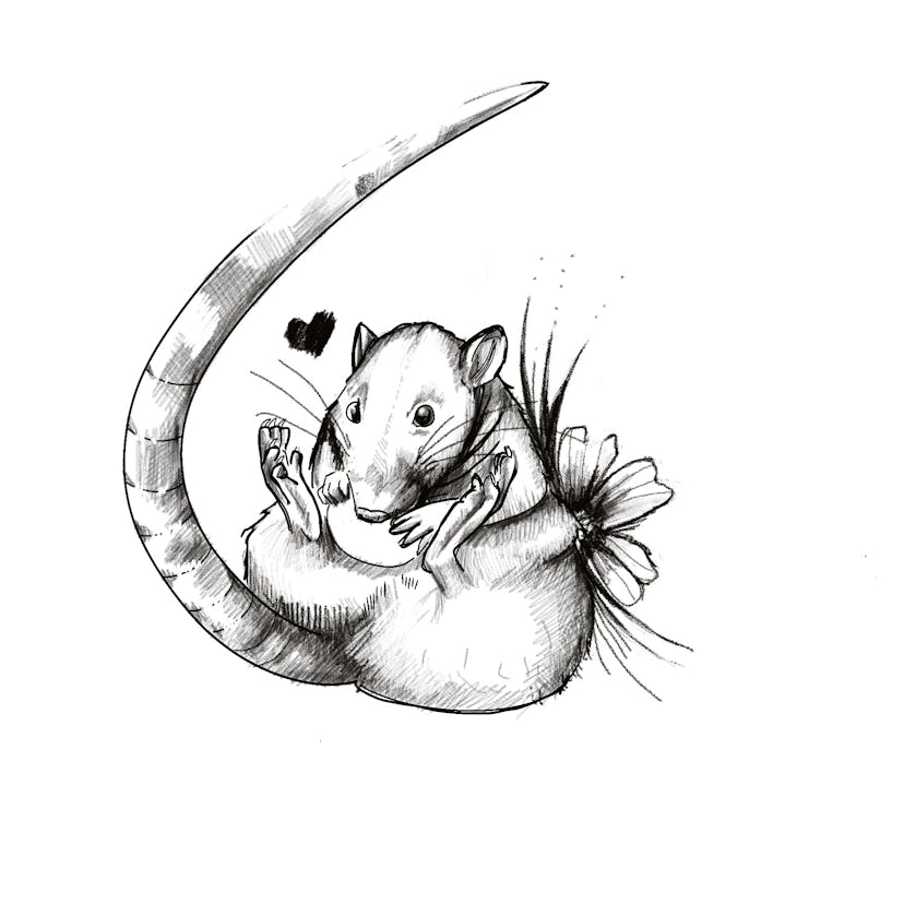 Zwierzaki domowe-szczurek. Tatuaż mały